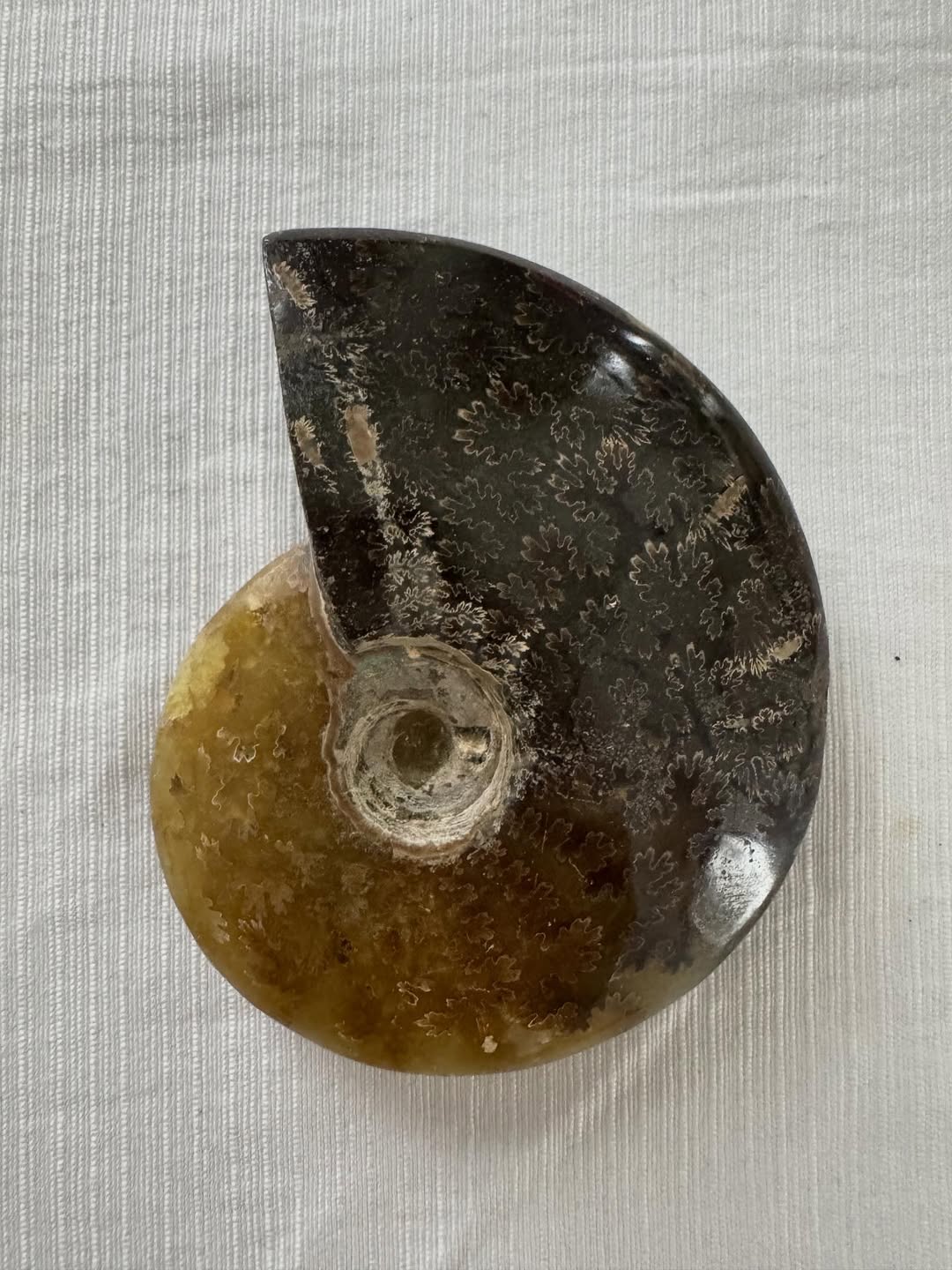 Амоніт Амоніт