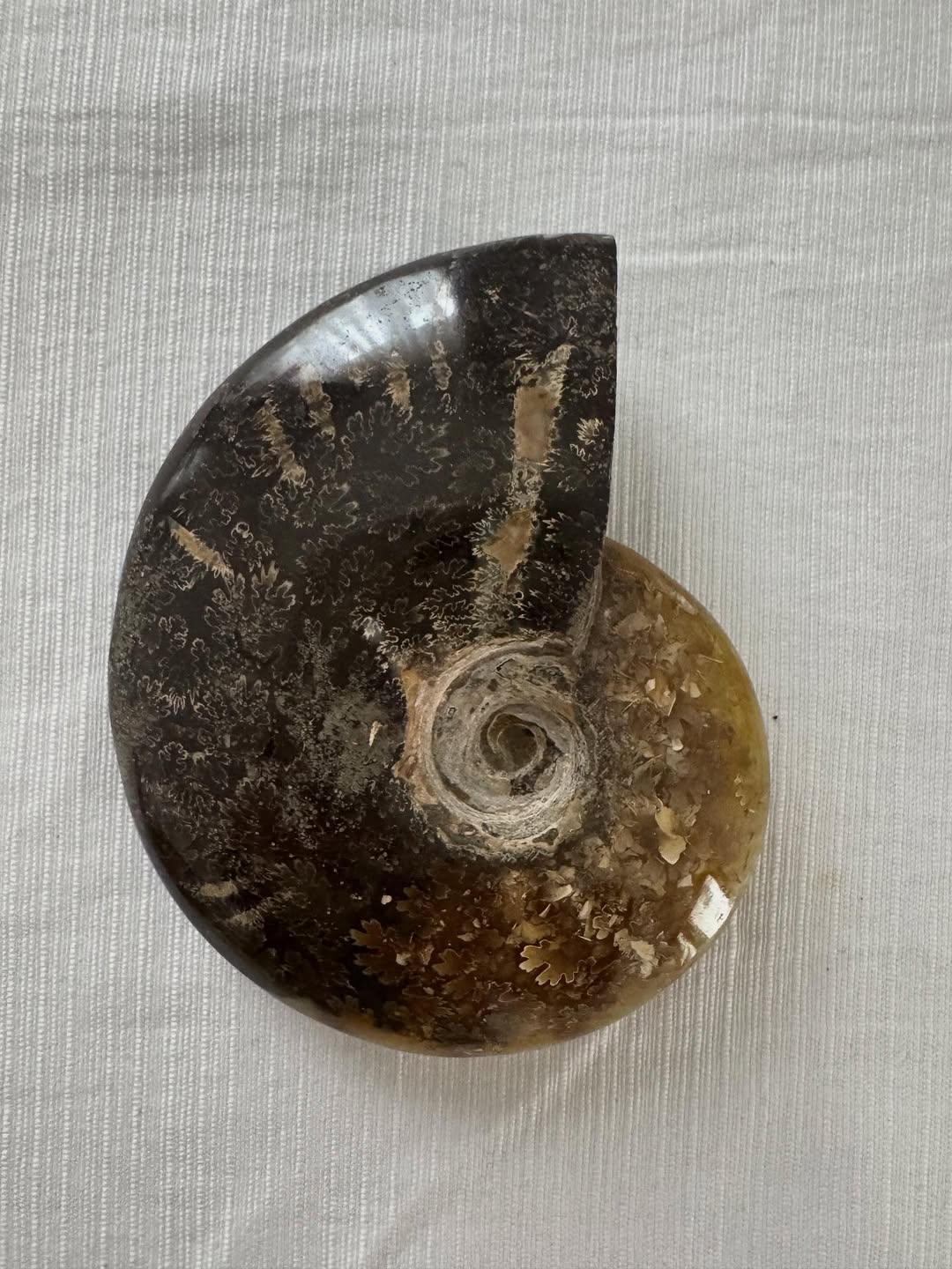 Амоніт Амоніт